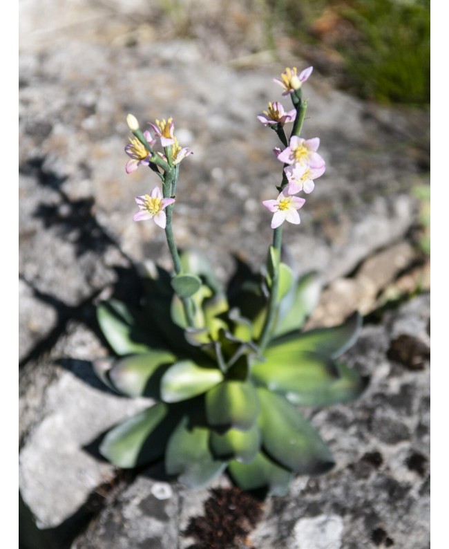 Europalms Houseleeks (EVA), artificial plant, pink, 32cm Flowers & Plants