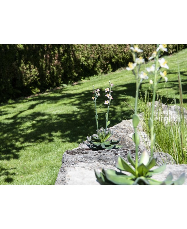 Europalms Houseleeks (EVA), artificial plant, pink, 32cm Flowers & Plants