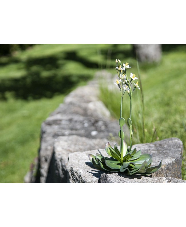 Europalms Houseleeks (EVA), artificial plant, yellow, 32cm