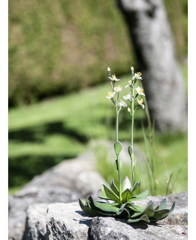 Europalms Houseleeks (EVA), artificial plant, yellow, 32cm
