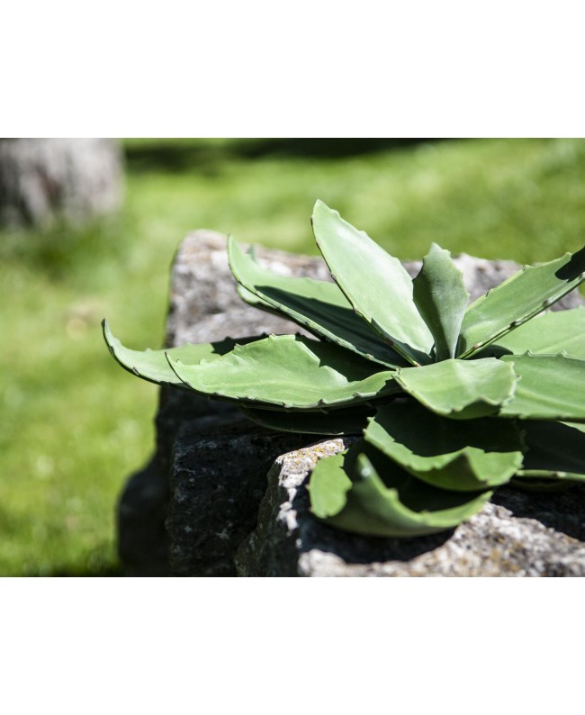 Europalms Agave (EVA), künstlich, grün, 35cm