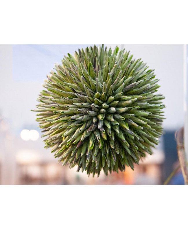 Europalms Sukkulenten Kugel (EVA), Kunstpflanze, grün, 20cm