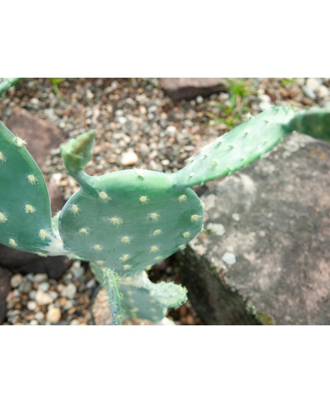 Europalms Nopal cactus, artificial plant, 76cm