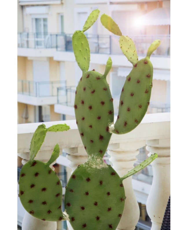 Europalms Nopal cactus, artificial plant, 75cm