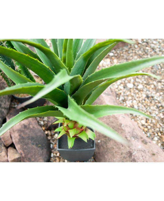 Europalms Agave im Topf, Kunstpflanze, 75cm